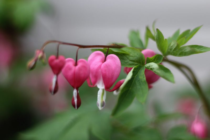 Pink heart-shaped blossoms hanging from an arc-shaped stem.