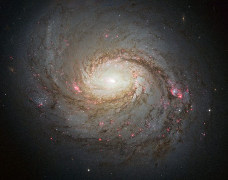 A spiral galaxy with bright pink dots along the dusty spiral arms and a bright center.