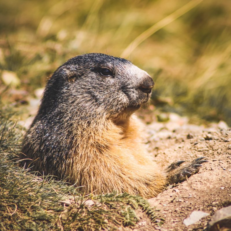 Small furry animal partly emerged out of a hole in the ground.