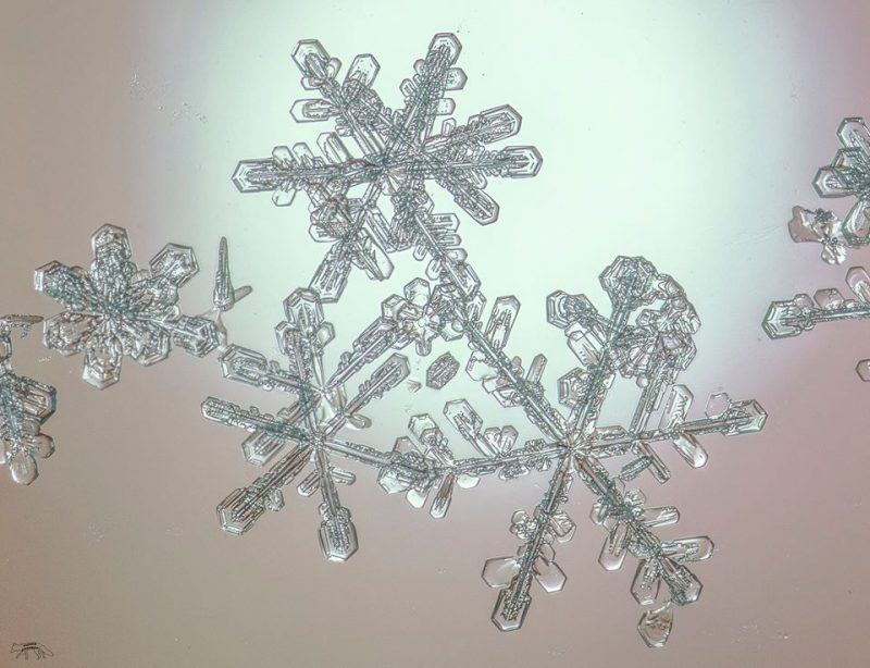 Closeup of feathery, translucent six-armed snowflakes.