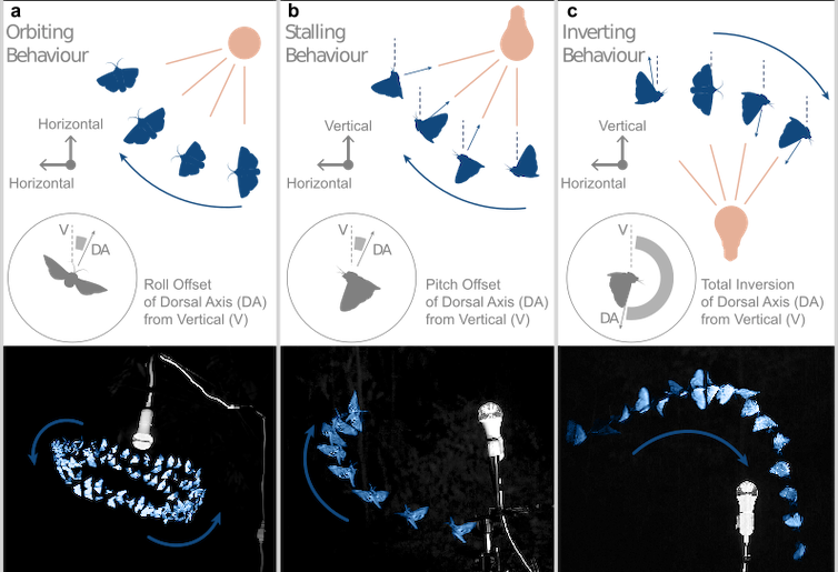 Diagrams show insects rolling vertically or horizontally or inverting in the presence of artificial light.